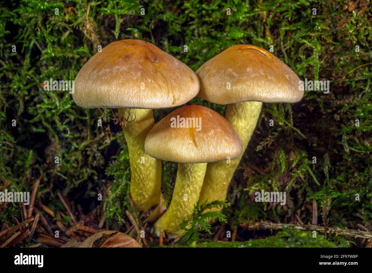Funghi nella foresta, Grünblättriger Schwefelkopf (Hypholoma fasciculare), Baviera, Germania, Europa Foto Stock