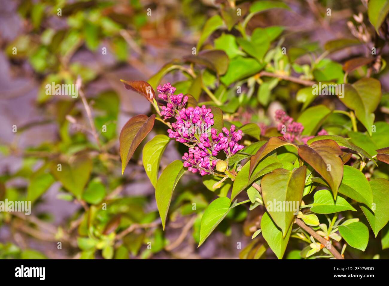 Fiori lilla nel Regno Unito-primavera precoce. Foto Stock