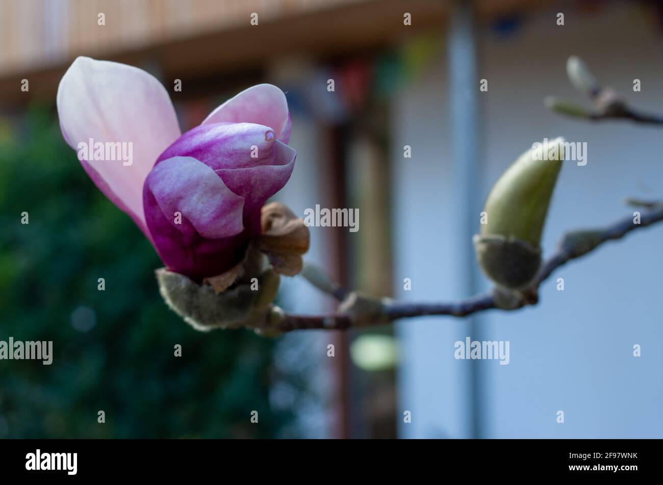Fiore viola singolo di una magnolia accanto ad un fermo germoglio chiuso Foto Stock