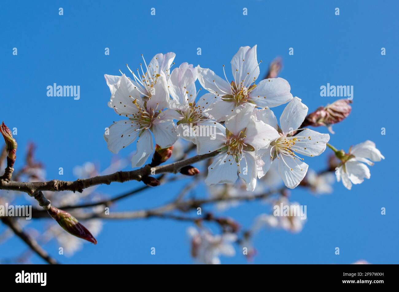 Prunus cerasus, noto come ciliegia acara, crostata o ciliegia nana. Fioritura dei ciliegi all'inizio della primavera. Foto Stock