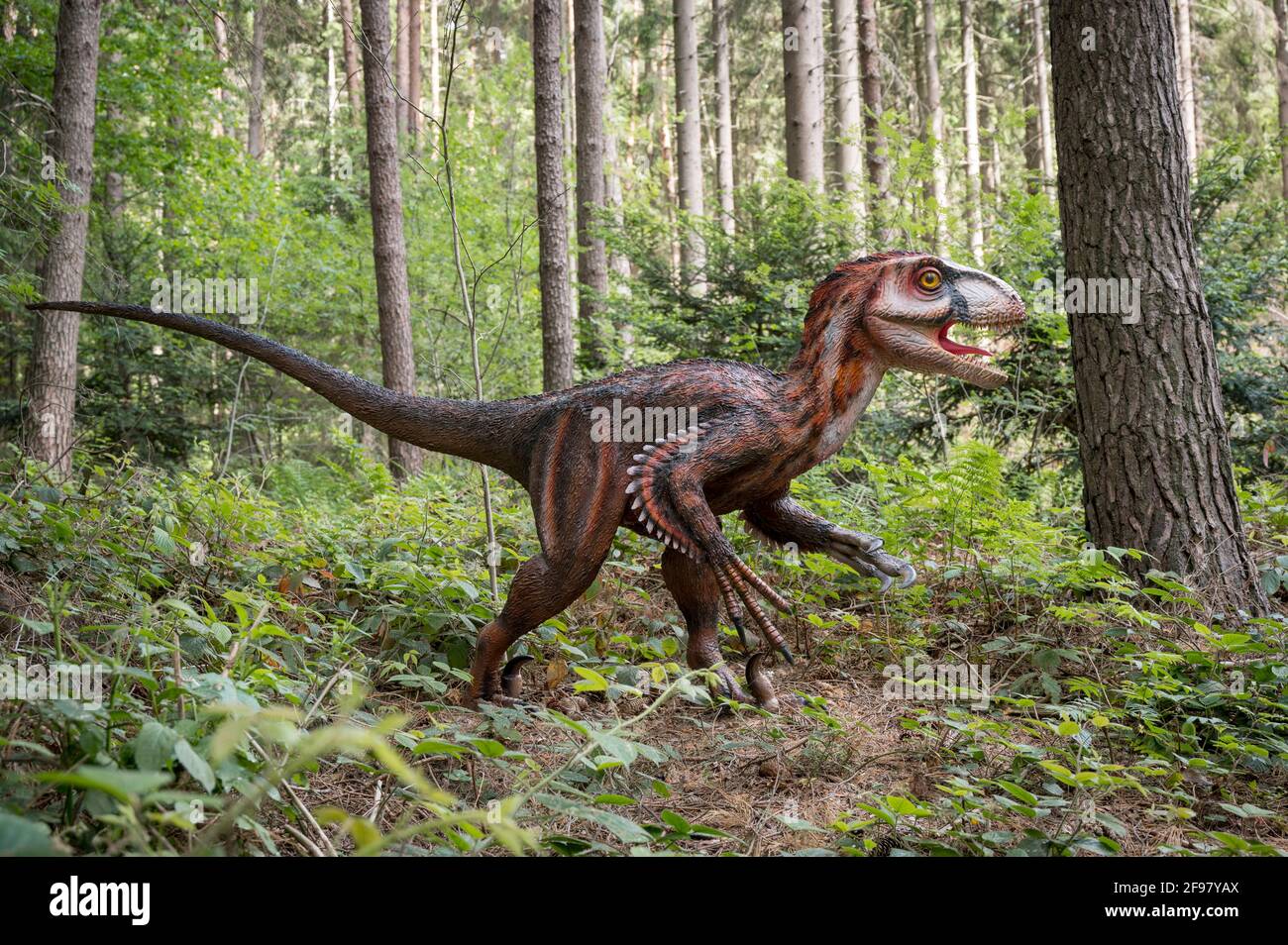 Dinosauro Deinonychus (simile al Velociraptor) come modello in Dinopark Münchehagen vicino Hannover. Vissuto in Nord America circa 125 milioni di anni fa (periodo Cretaceo), era lungo circa 3.5 m e pesava solo 50 kg. Foto Stock