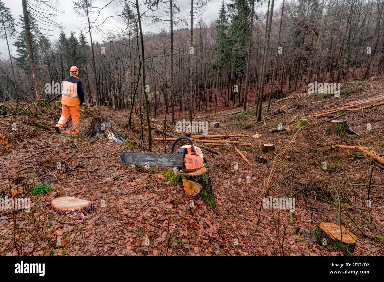 Lavoratori forestali durante il lavoro di compensazione, bassa Sassonia, Germania Foto Stock