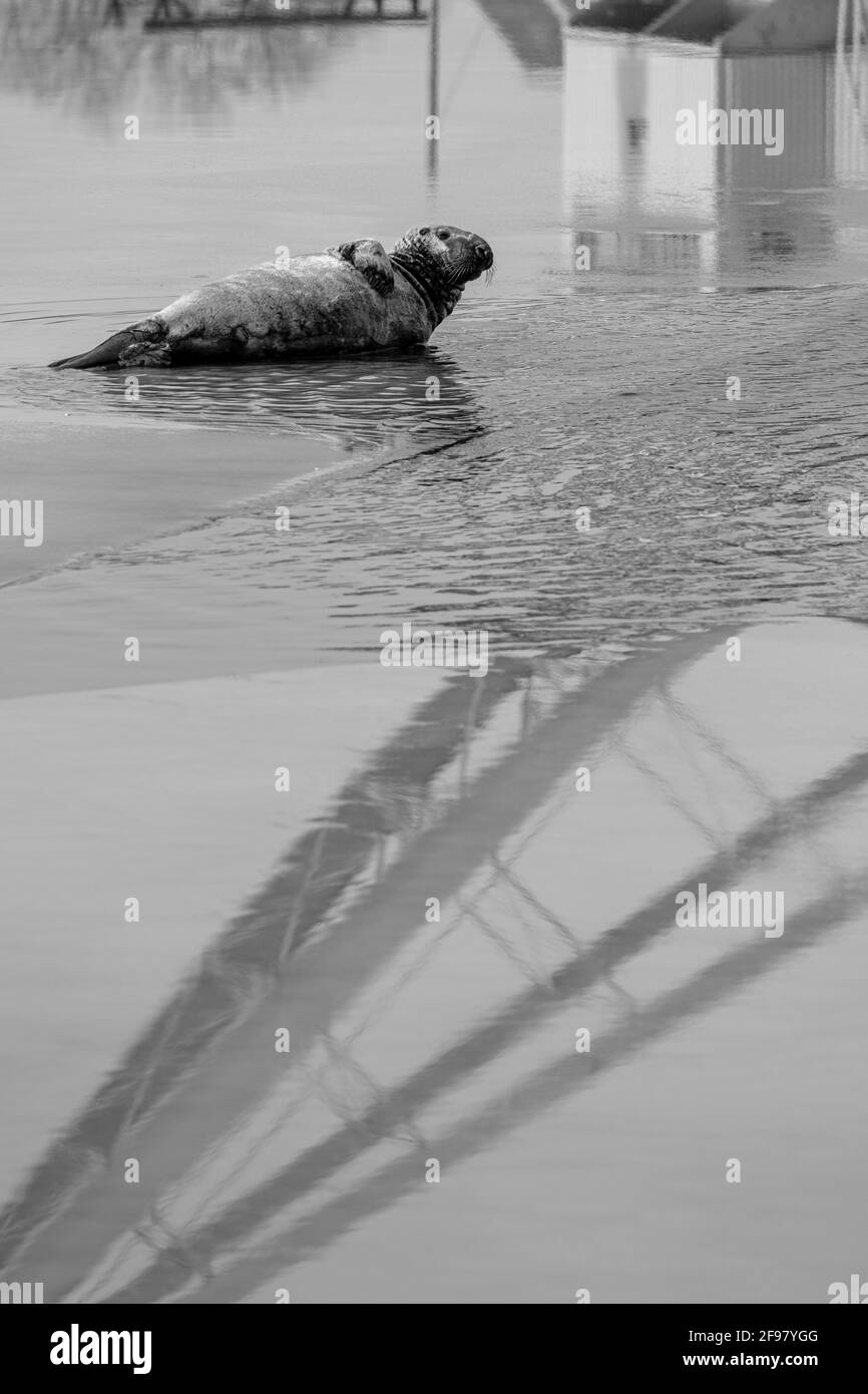 Guarnizione grigia con gru Foto Stock
