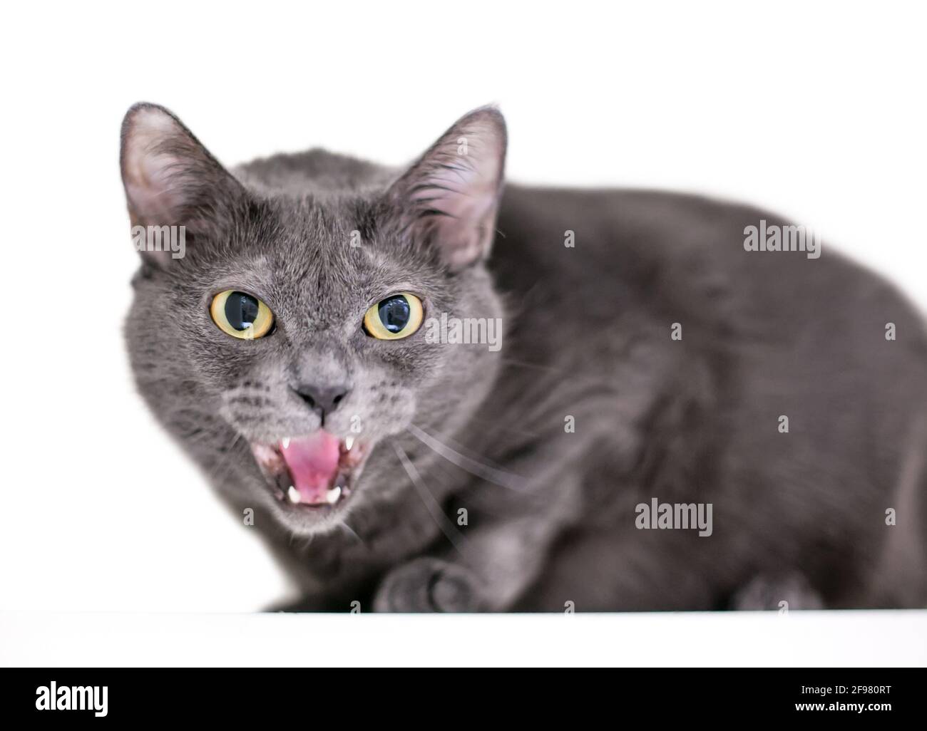 Un gatto di shorthair grigio arrabbiato sibila Foto Stock