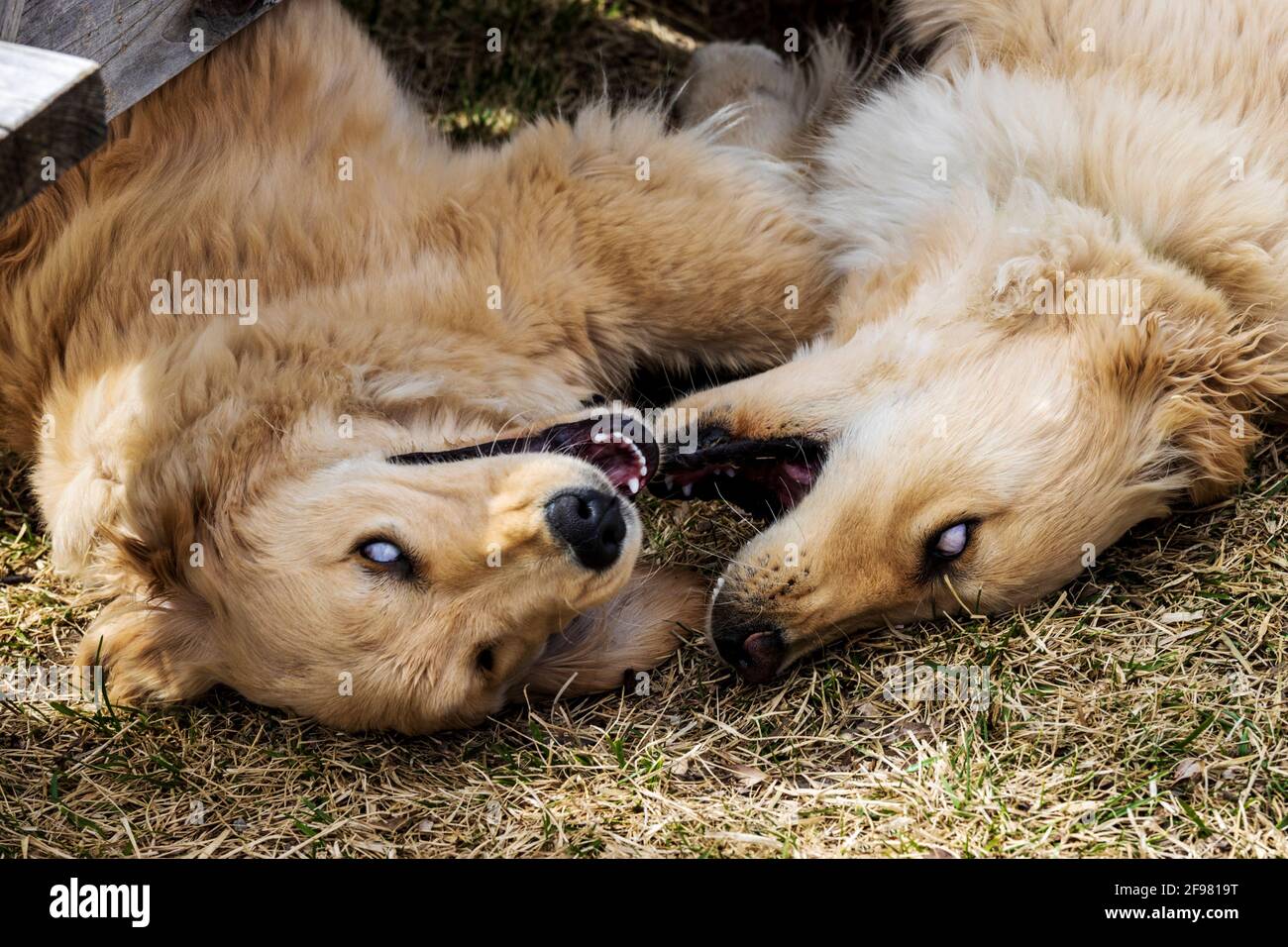 Golden Retriever cuccioli wrestling Foto Stock