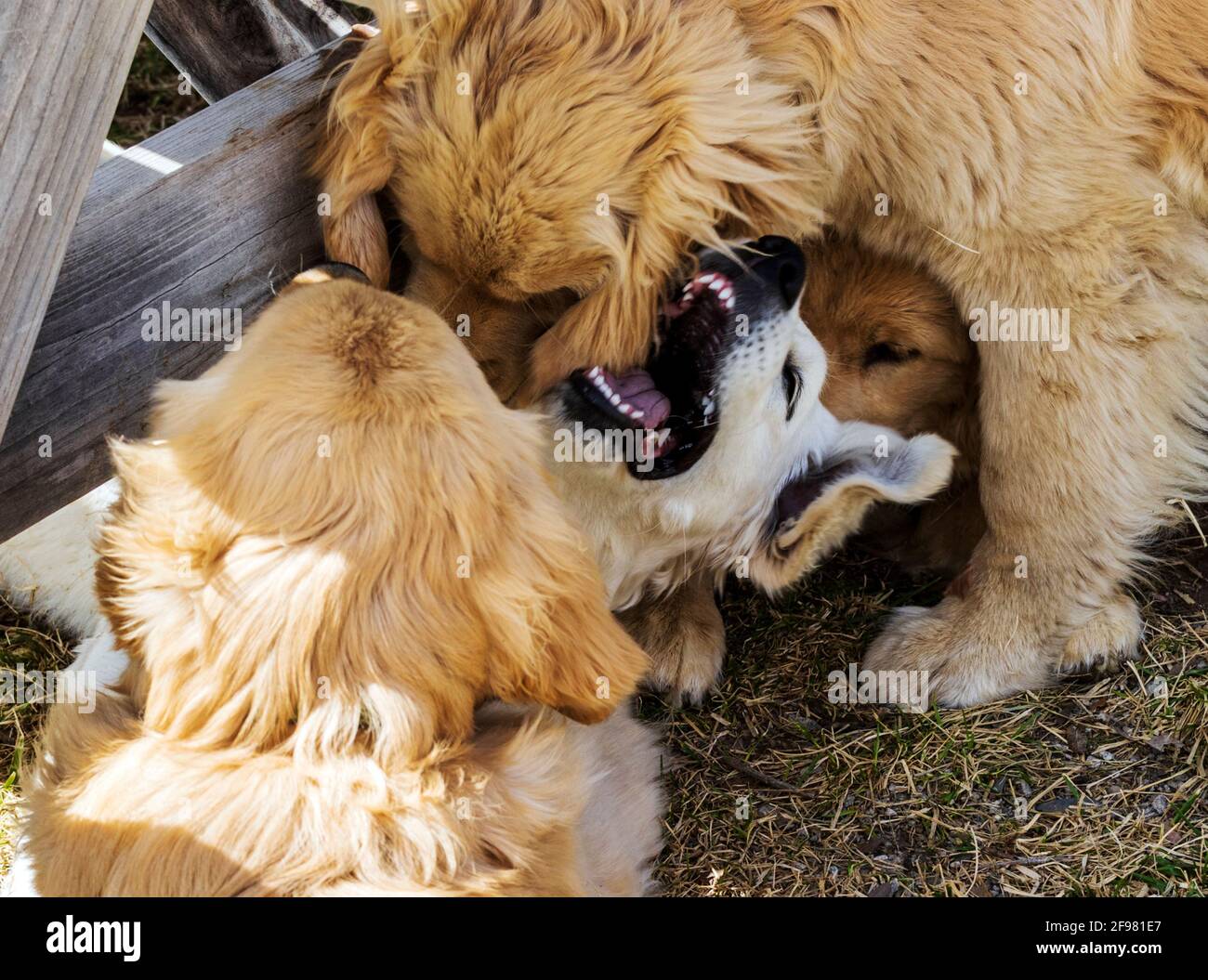 Platino, o crema, cucciolo Golden Retriever che gioca con altri cuccioli d'oro Foto Stock