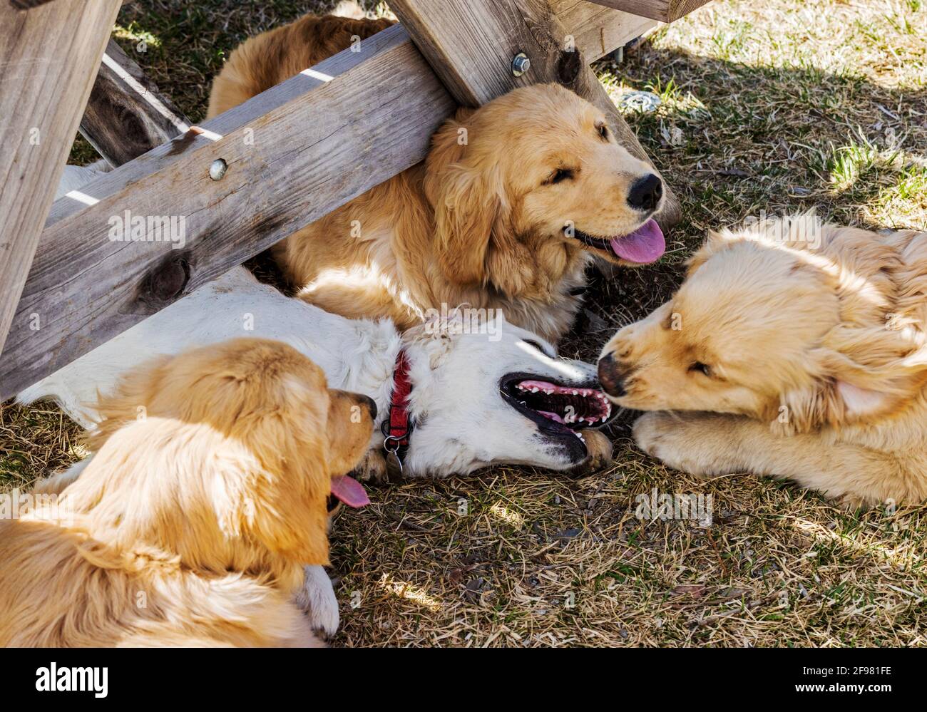 Platino, o crema, cucciolo Golden Retriever che gioca con altri cuccioli d'oro Foto Stock