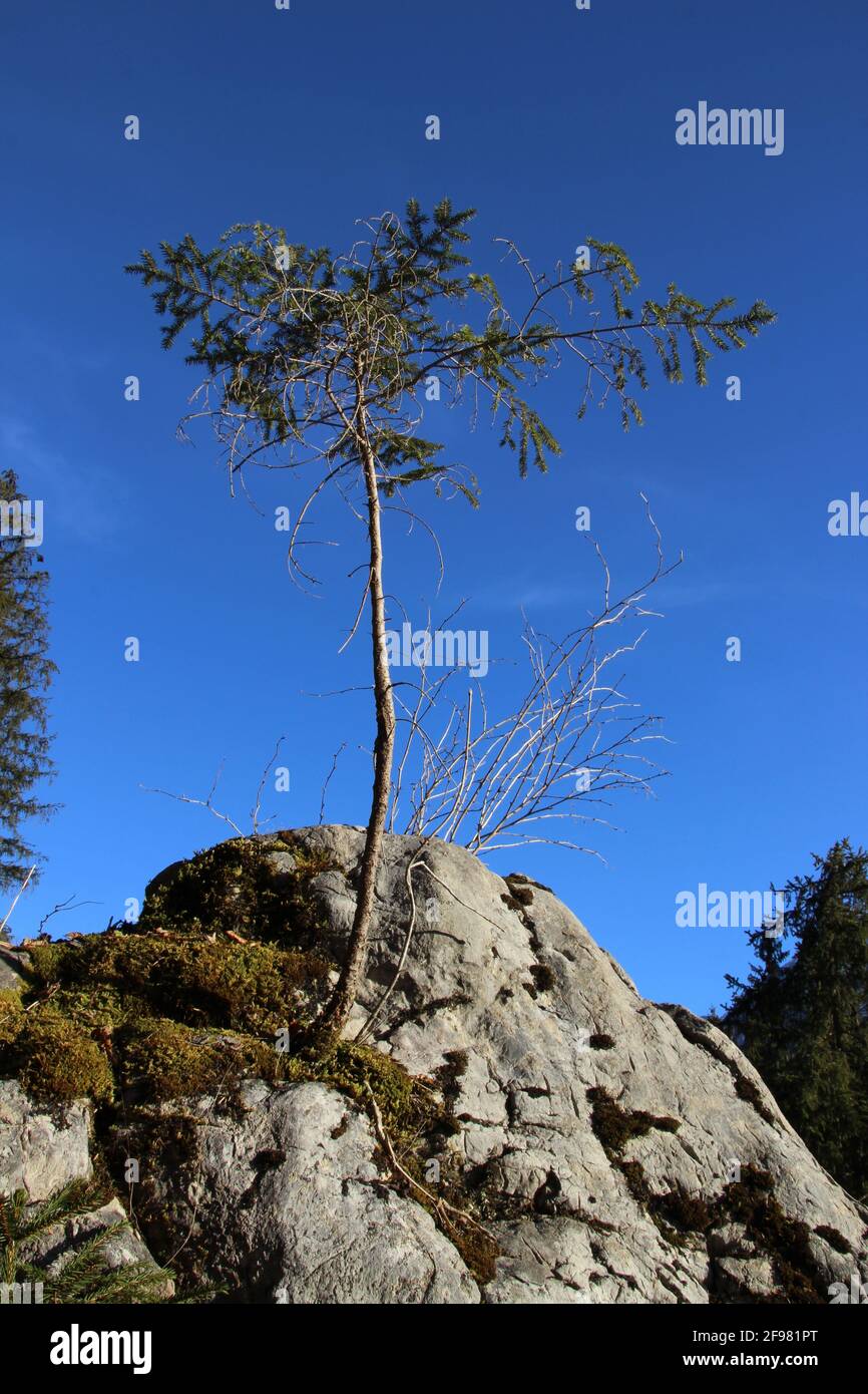 Piantine di abete rosso, abete rosso su massi nei pressi di Grainau nella foresta profonda di fronte al cielo blu, Europa, Germania, Baviera, alta Baviera, Zugspitzland, Grainau Foto Stock