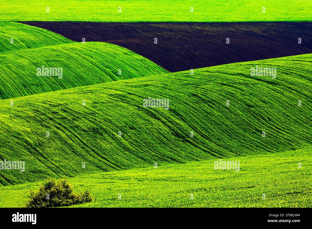 Campi verdi ondulati seminato con grano Foto Stock