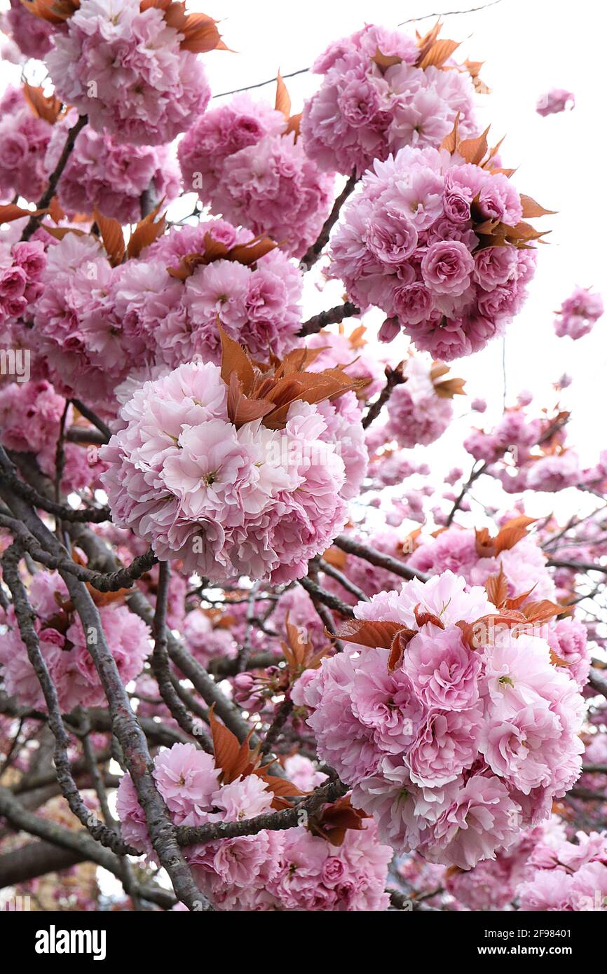 Prunus ‘Kanzan’ la fioritura dei ciliegi Kanzan – grappoli di doppi fiori rosa, aprile, Inghilterra, Regno Unito Foto Stock
