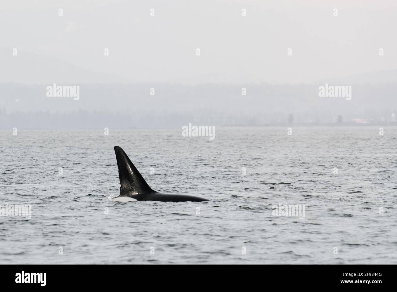 Vista tagliata della pinna dorsale di una balena Orca In Puget Sound Foto Stock