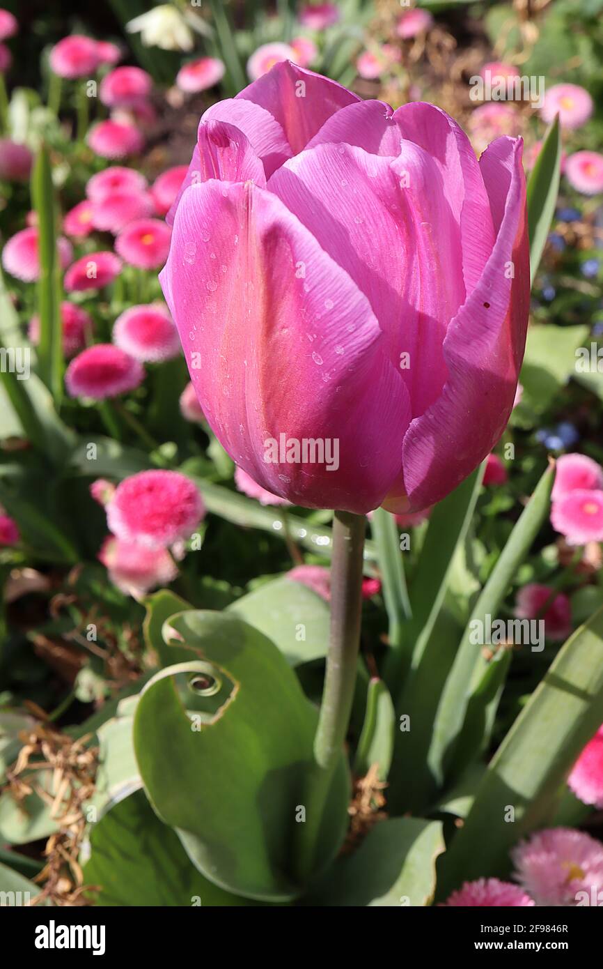 Tulipa ‘Mistress’ Triumph tulip 3 Mistress tulip – fiori rosa, fiammifera arancione, aprile, Inghilterra, Regno Unito Foto Stock