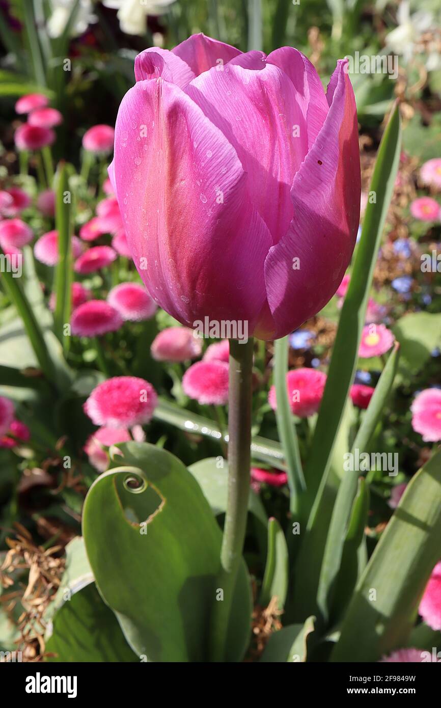 Tulipa ‘Mistress’ Triumph tulip 3 Mistress tulip – fiori rosa, fiammifera arancione, aprile, Inghilterra, Regno Unito Foto Stock