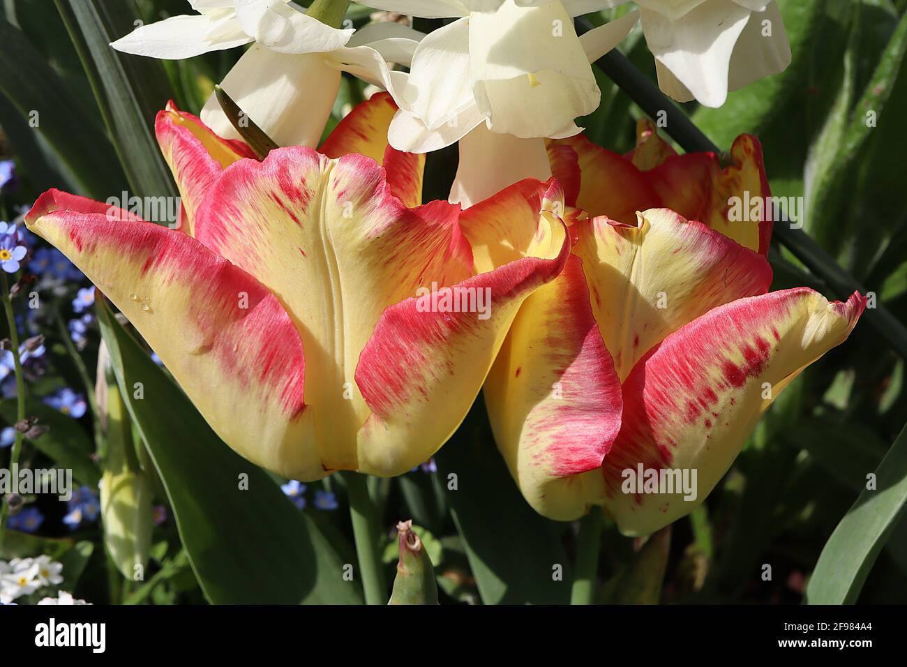 Tulipa ‘Città del Capo’ singolo primo 1 tulipano di Città del Capo – fiori gialli al limone, bordi rossi, aprile, Inghilterra, Regno Unito Foto Stock