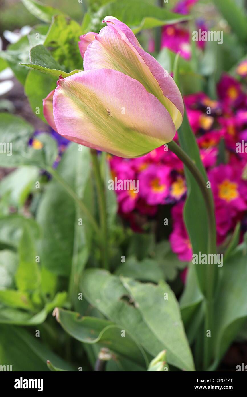 Tulipa / Tulipano ‘Groenland’ Viridiflora 8 Tulipa / Tulipano ‘Groenland’ - fiori rosa pallido, fiamma verde brillante, aprile, Inghilterra, Regno Unito Foto Stock