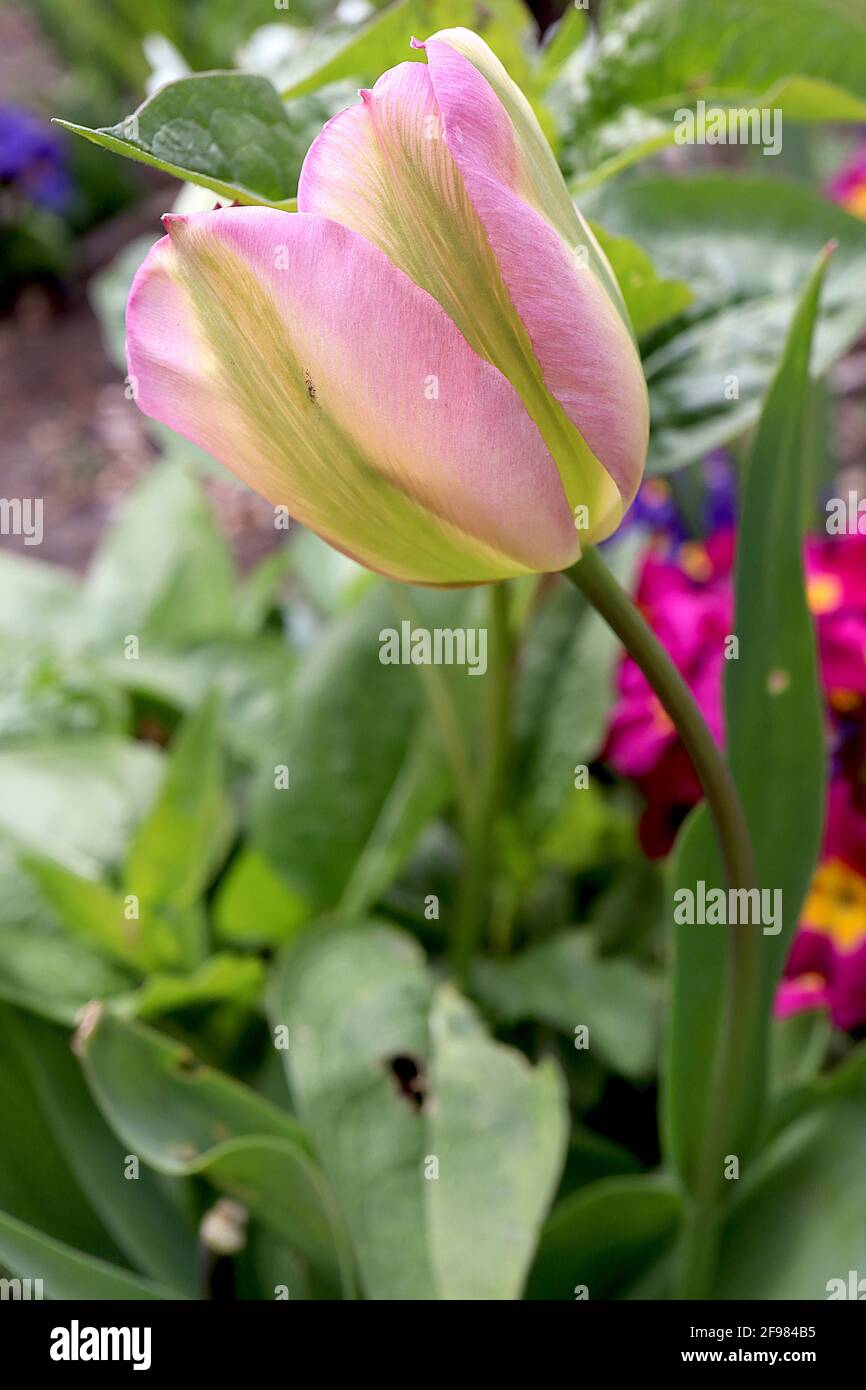 Tulipa / Tulipano ‘Groenland’ Viridiflora 8 Tulipa / Tulipano ‘Groenland’ - fiori rosa pallido, fiamma verde brillante, aprile, Inghilterra, Regno Unito Foto Stock