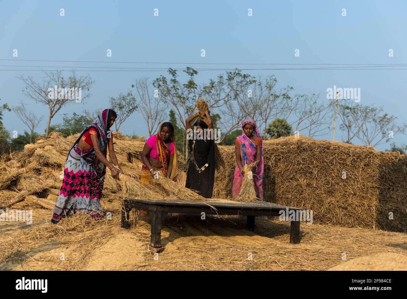 India, Bodhgaya, Mahakala Cave, Dungeshwari, donne contadine che batte riso Foto Stock
