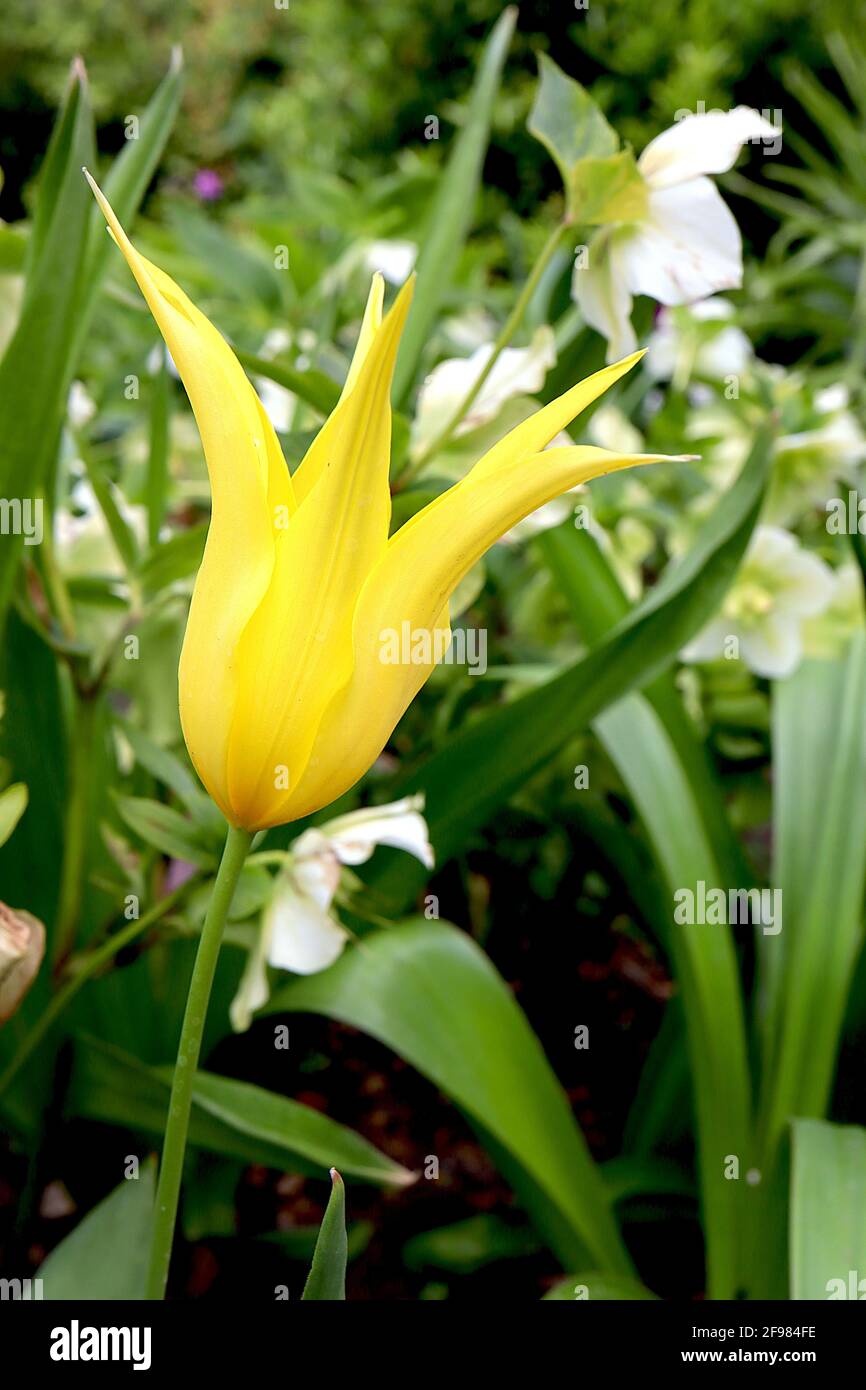 Tulipa ‘West Point’ Lily Flowering 6 West Point Tulip - petali gialli, base verde, aprile, Inghilterra, Regno Unito Foto Stock