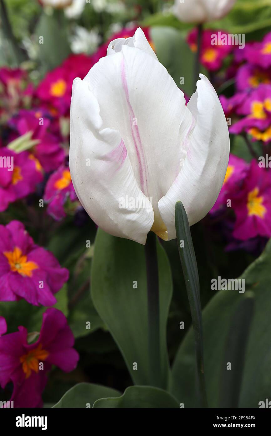 Tulipa ‘First Class’ Trionfo tulipano 3 prima Classe tulipano – fiori bianchi, strisce rosa occasionali, aprile, Inghilterra, Regno Unito Foto Stock
