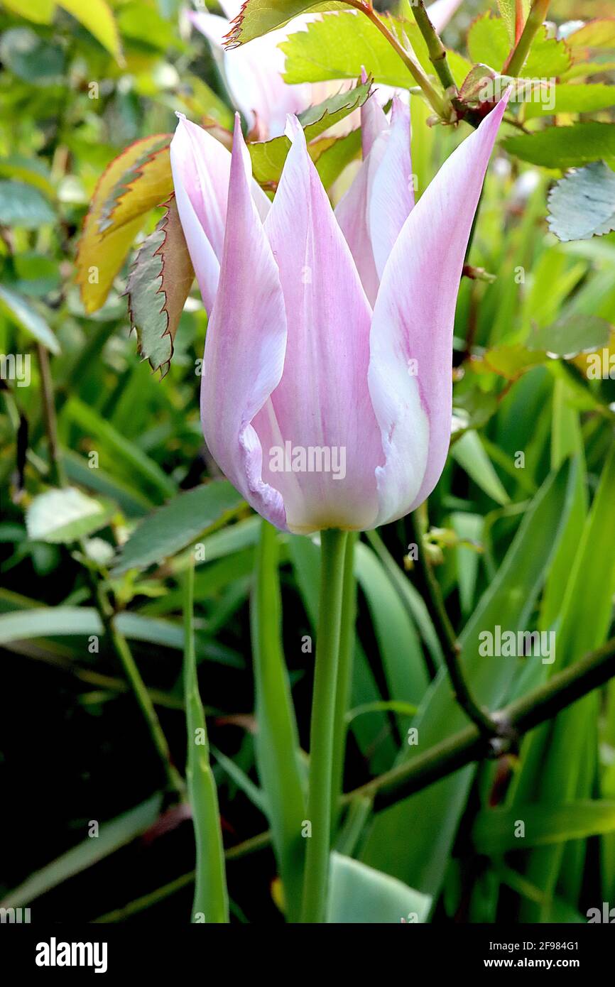 Tulipa ‘Sanne’ Triumph tulip 3 Sanne tulip – fiori rosa, ampi bordi crema, petali appuntiti, aprile, Inghilterra, REGNO UNITO Foto Stock