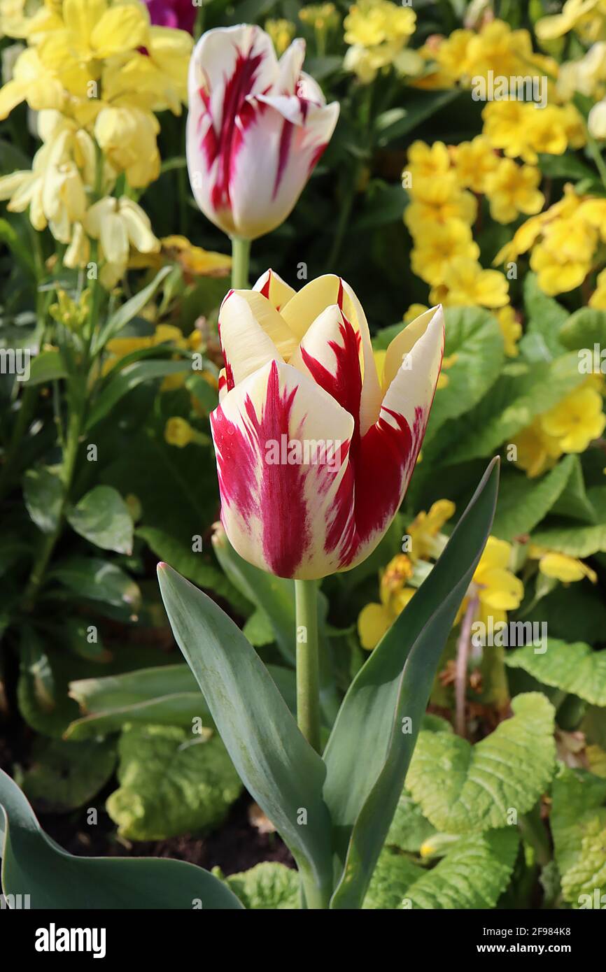 Tulipa ‘World Expression’ Single Late 5 World Expression tulip – fiori bianchi o crema, fiamme rosse scure, base gialla, aprile, Inghilterra, REGNO UNITO Foto Stock