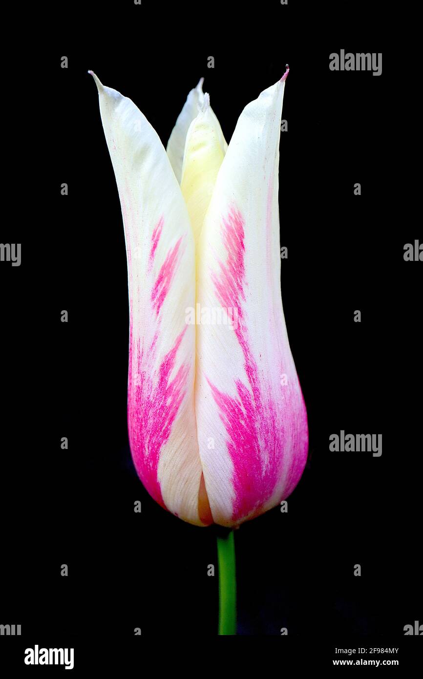 Tulipa ‘Marilyn’ Lily Flowering 6 Marilyn tulip - petali bianchi, striature rosa intenso, colore giallo debole, aprile, Inghilterra, REGNO UNITO Foto Stock