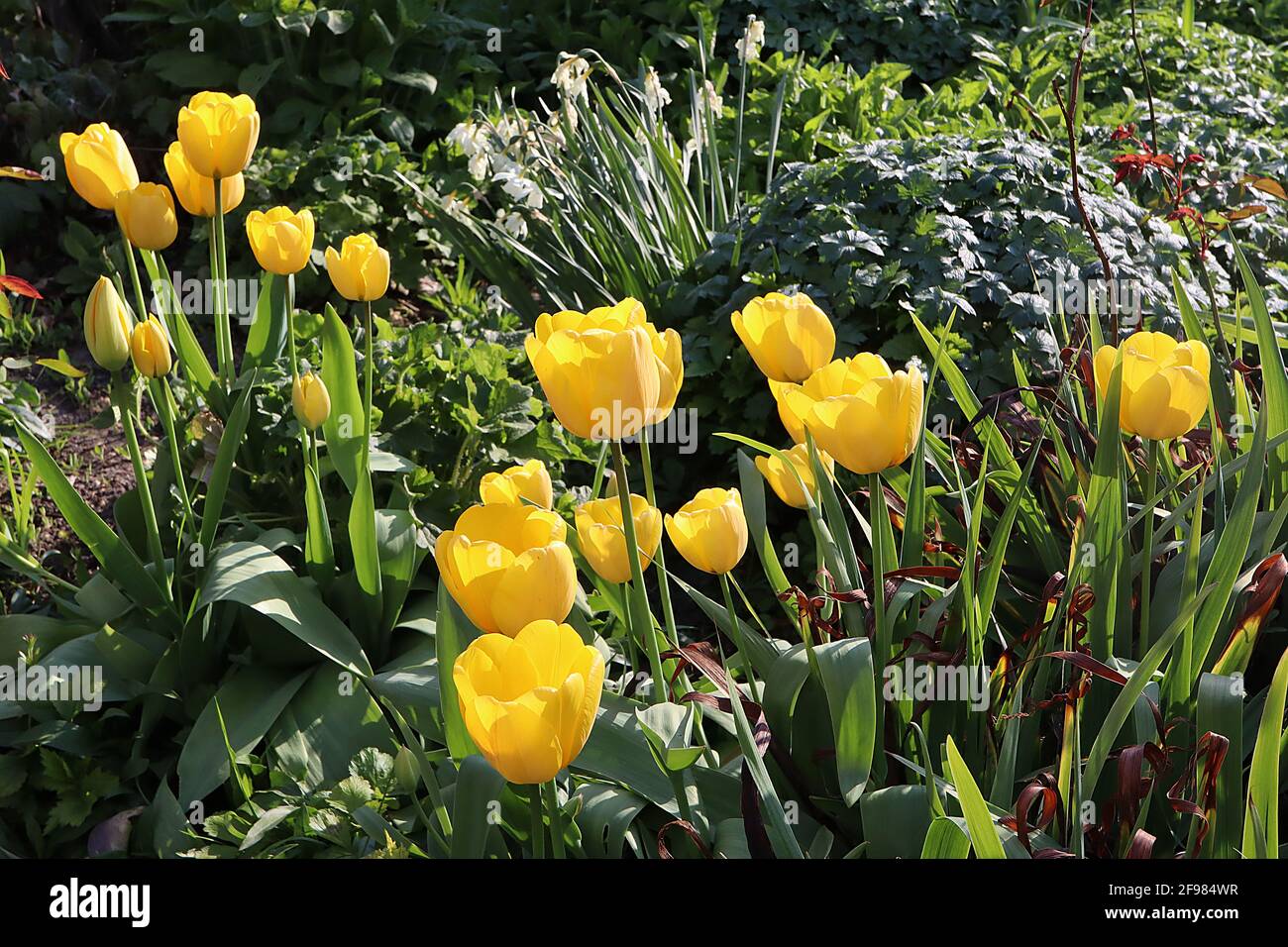 Tulipa ‘Golden apeldoorn’ Darwin Hybrid 4 Golden Apeldoorn tulip - fiori gialli, bordi gialli dorati, aprile, Inghilterra, Regno Unito Foto Stock