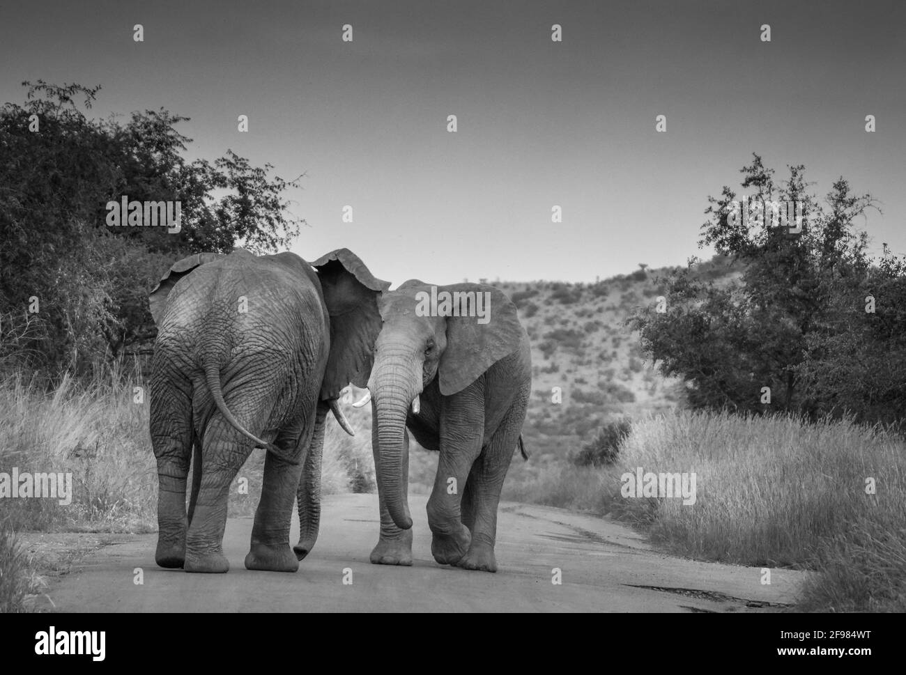 Due elefanti africani combattono sulla strada nel Pilanesberg nazionale parcheggia durante un safari Foto Stock