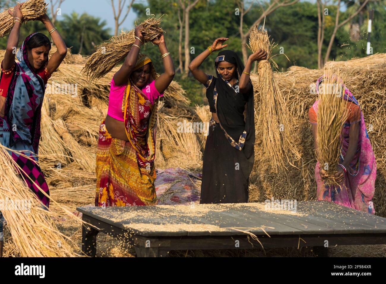 India, Bodhgaya, Mahakala Cave, Dungeshwari, donne contadine che batte riso Foto Stock
