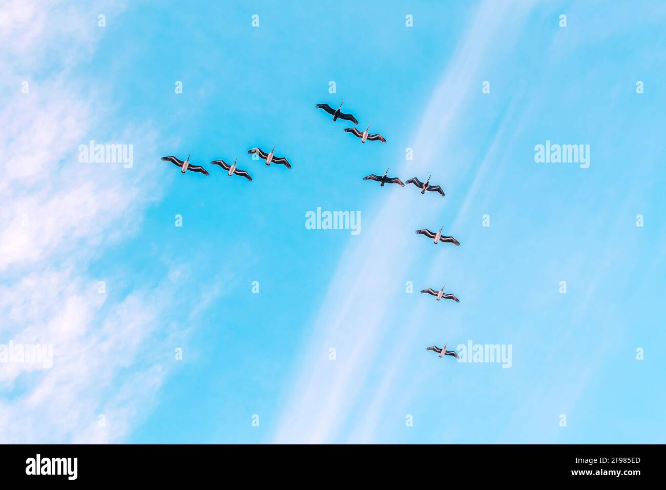 Gruppo gregge di uccelli pellicani che volano in cielo blu. Fauna tropicale. Foto Stock