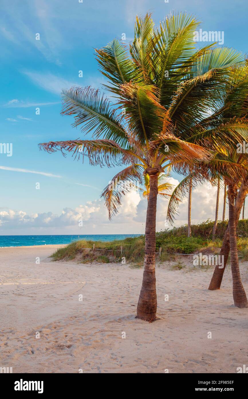 Florida paesaggio spiaggia vuoto con alte palme e oceano al tramonto Foto Stock