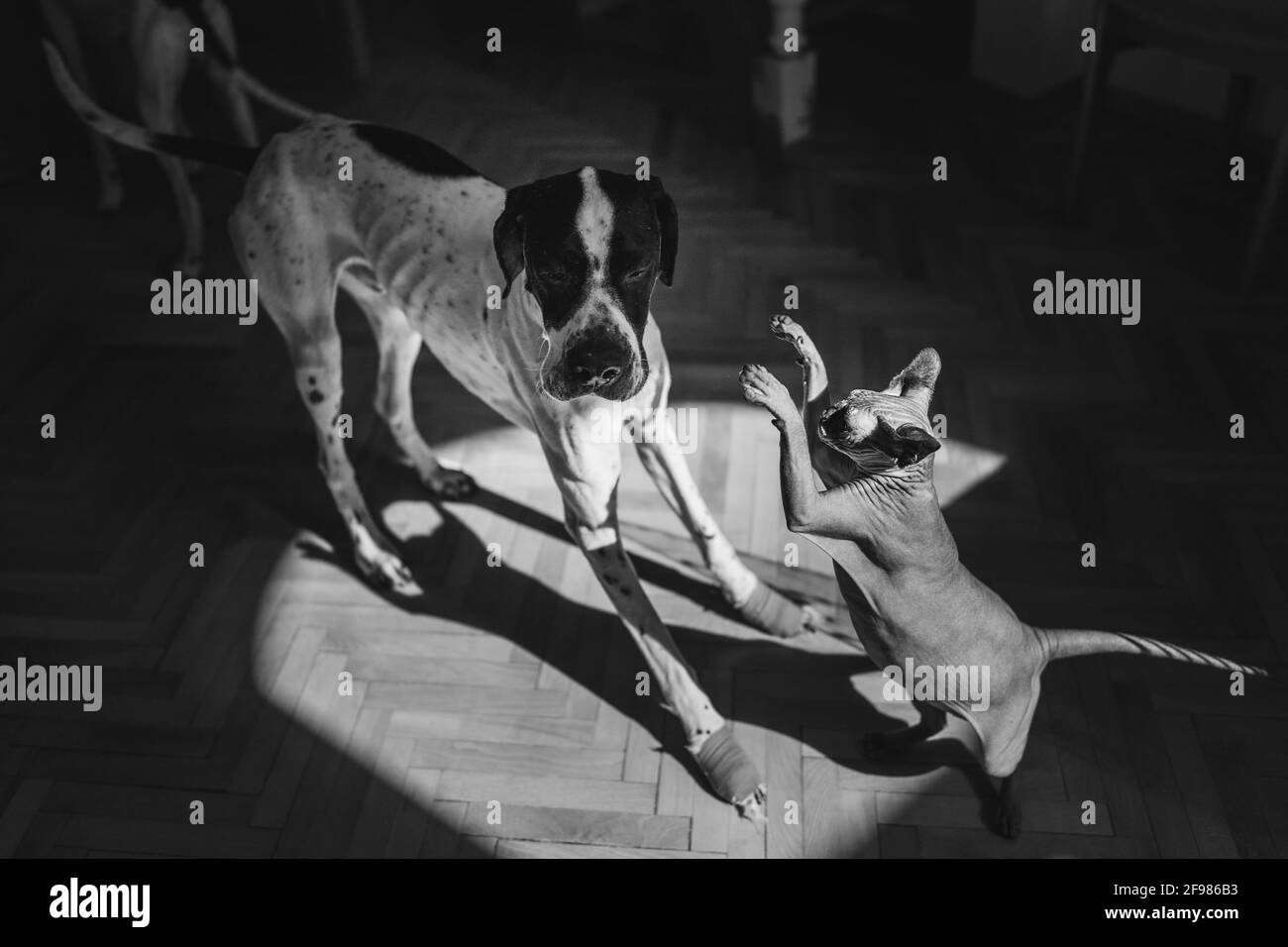 Piccolo sfinge che attacca un cane grande Foto Stock