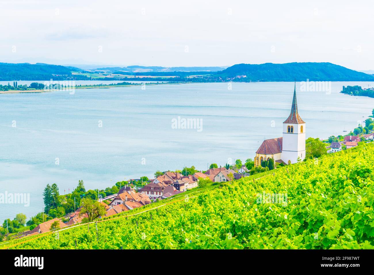 Chiesa di Ligerz in mezzo ai vigneti di Bielersee, Svizzera Foto Stock