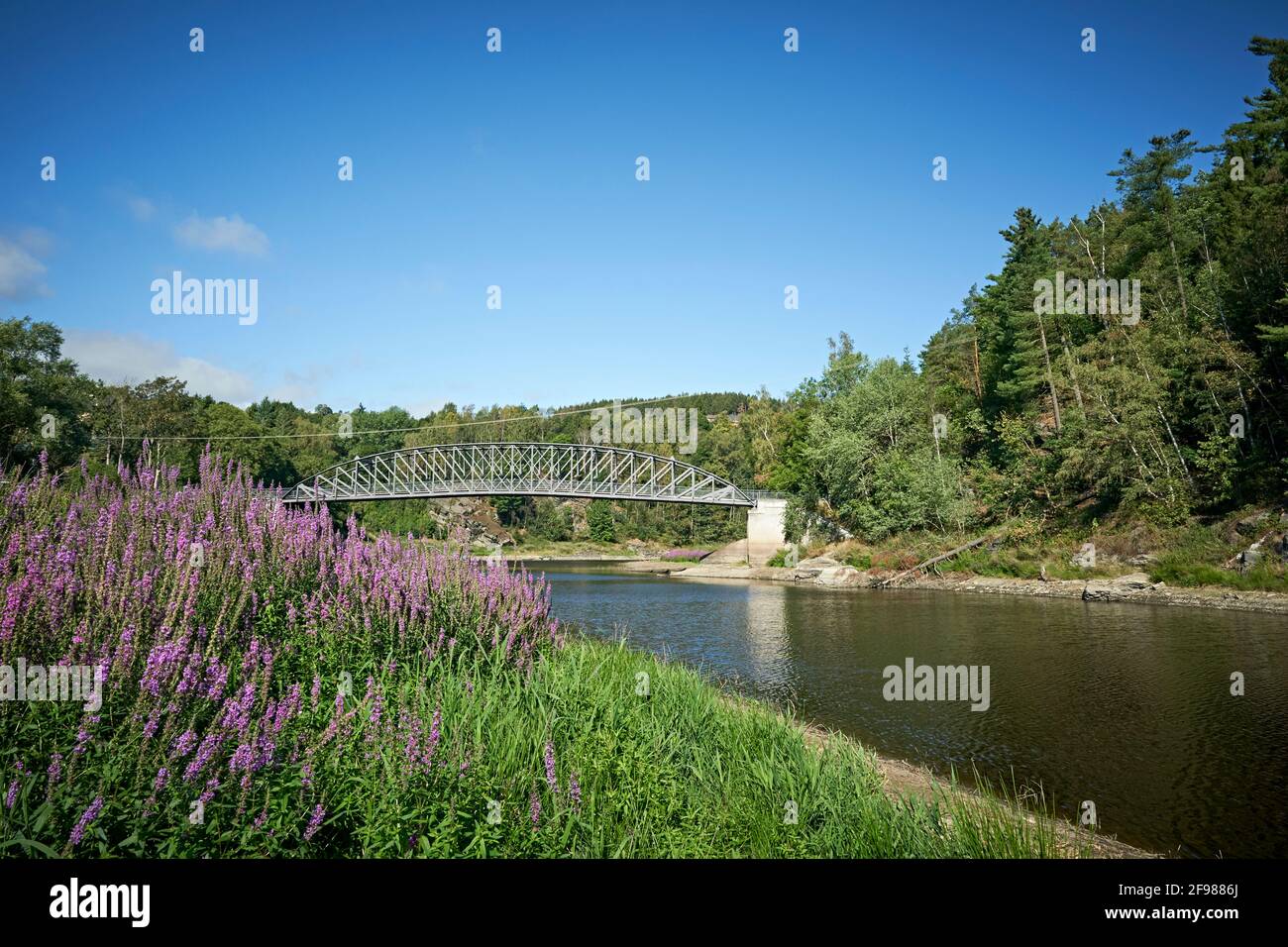 Ponte, Saale, Turingia, Germania, fiume, corpo di acqua, paesaggio di fiume, lungofiume, banca, passerella, Passerella pedonale, cavalcavia pedonale, Harra, luogo, paesaggio, paesaggio, acqua, fiori, viola, losewlife viola, formato orizzontale Foto Stock