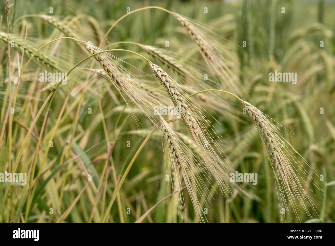 Campo di teste di grano pronte per raccolto Foto Stock