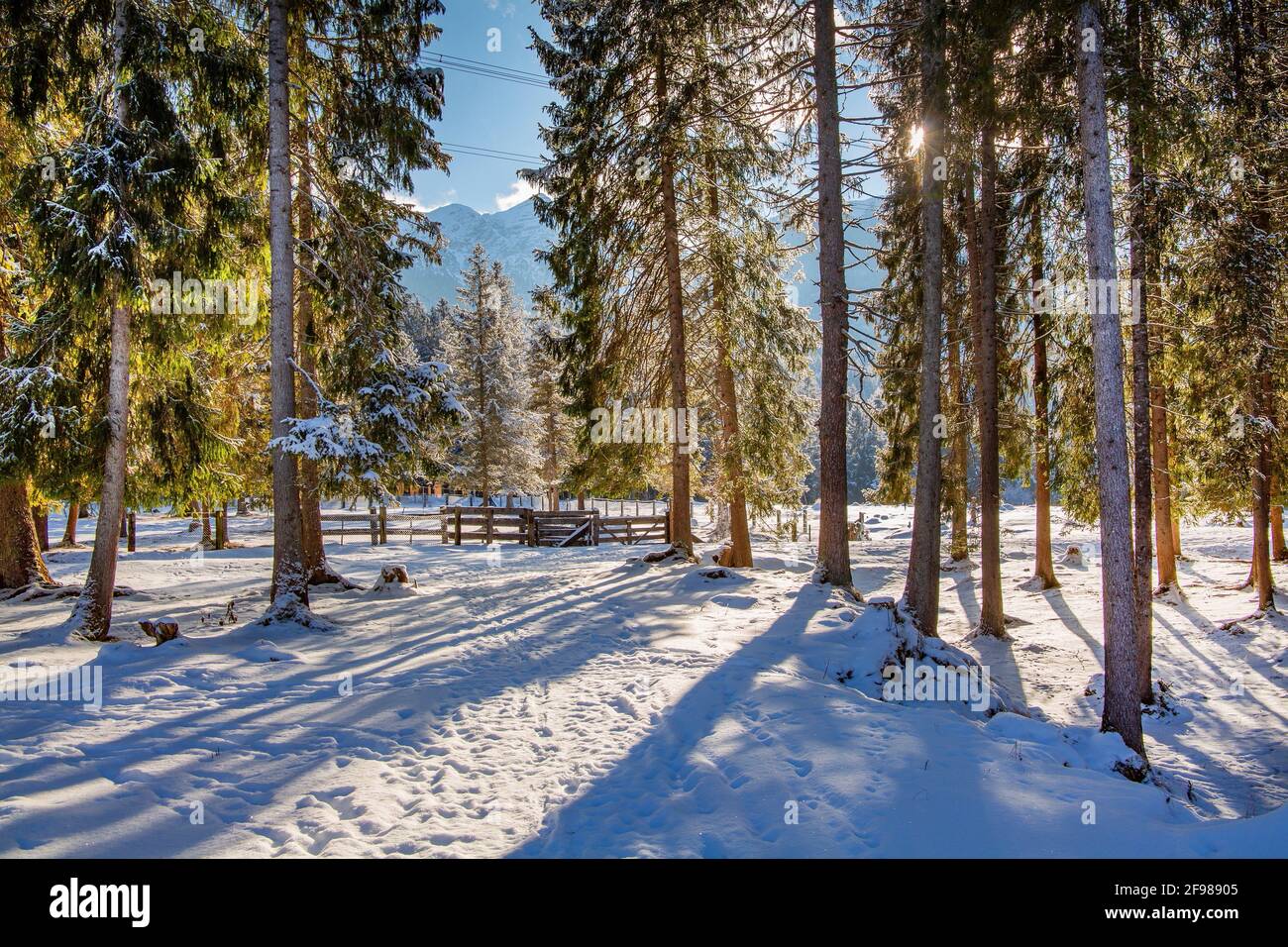 Foresta invernale nei pressi del Auhütte, Wallgau, Werdenfelser Land, alta Baviera, Baviera, Germania Foto Stock