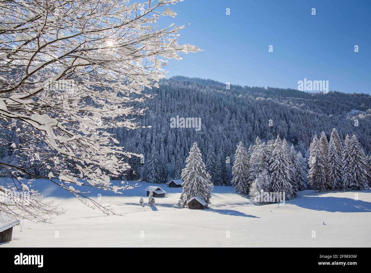 Paesaggio Di Inverno vicino a Garmisch-Partenkirchen, Werdenfelser Land, Alta Baviera, Baviera, Germania Foto Stock