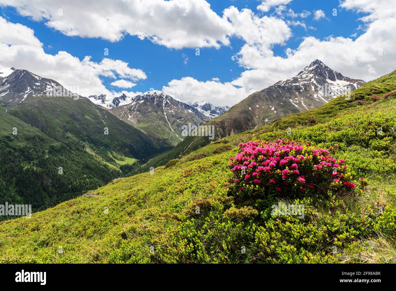 Paesaggio alpino di montagna con rose alpine e cime innevate in una giornata estiva soleggiata. Ötztal Alpi, Tirolo, Austria Foto Stock