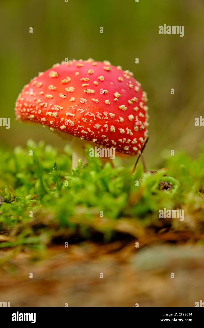 Mosca rossa agarica, Amanita muscaria Foto Stock