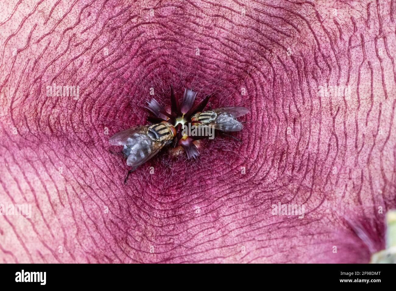Soffiare Flies nutrirsi su Starfish Flower Foto Stock