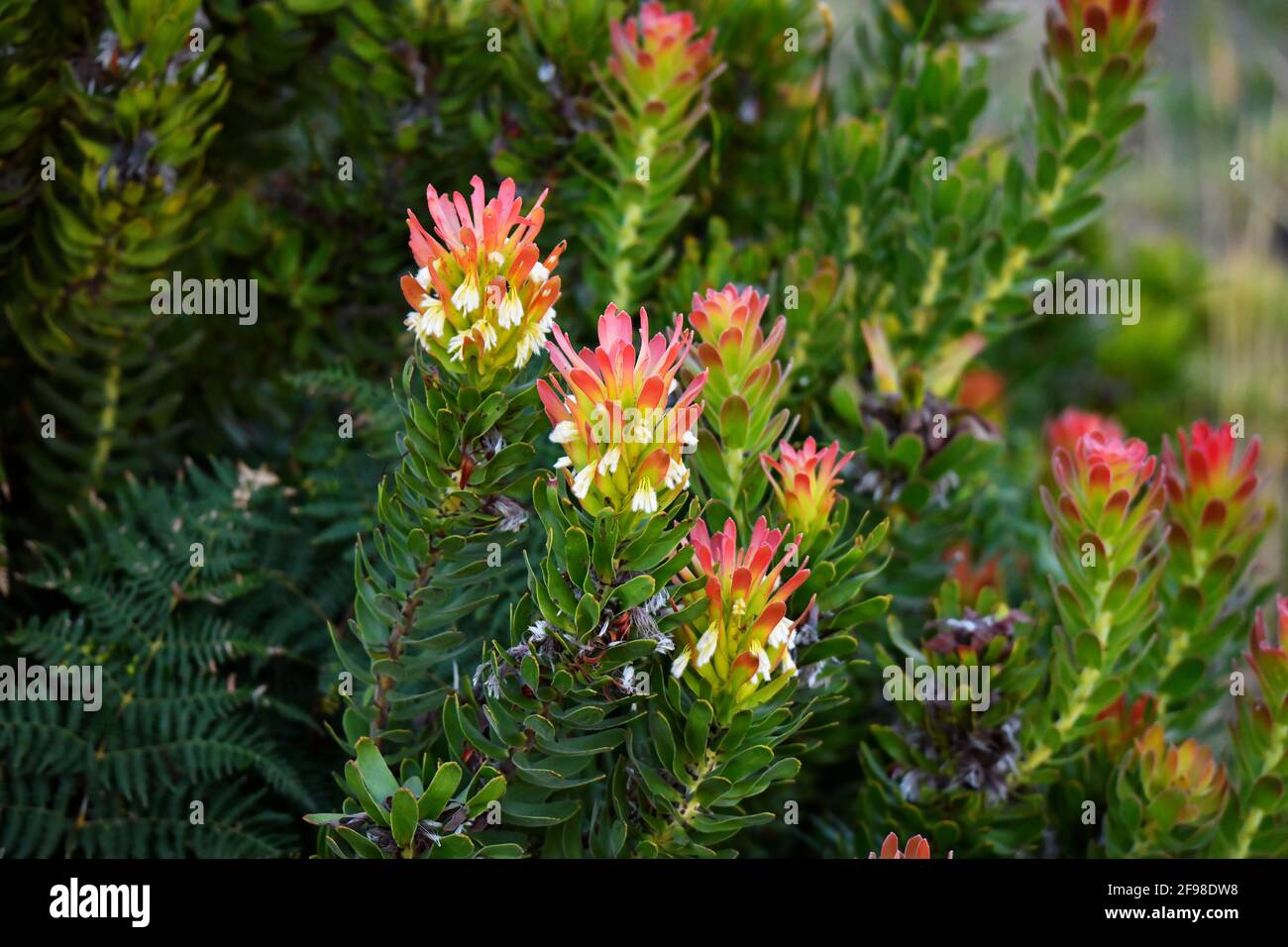 Fynbos pianta Mimetes cucullatus, 'Rooistompie', endemico a Capo sud-ovest, Sudafrica. Foto Stock