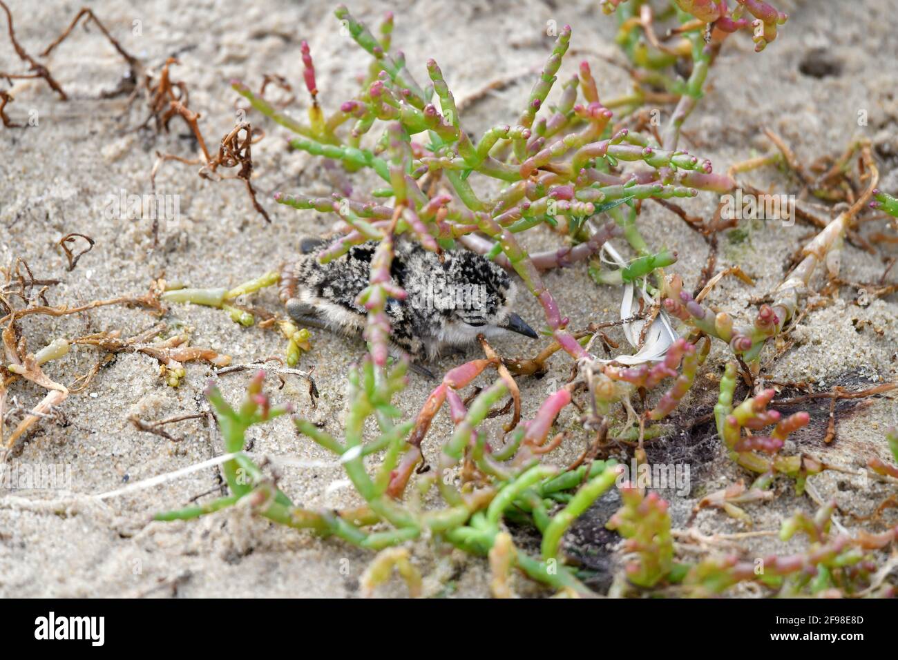 Un pulcino di un giorno di Pover dalla facciata bianca [Charadrius marginatus] nascosto in una pianta costiera per evitare la rivelazione, Capo sud-ovest, Sudafrica. Foto Stock