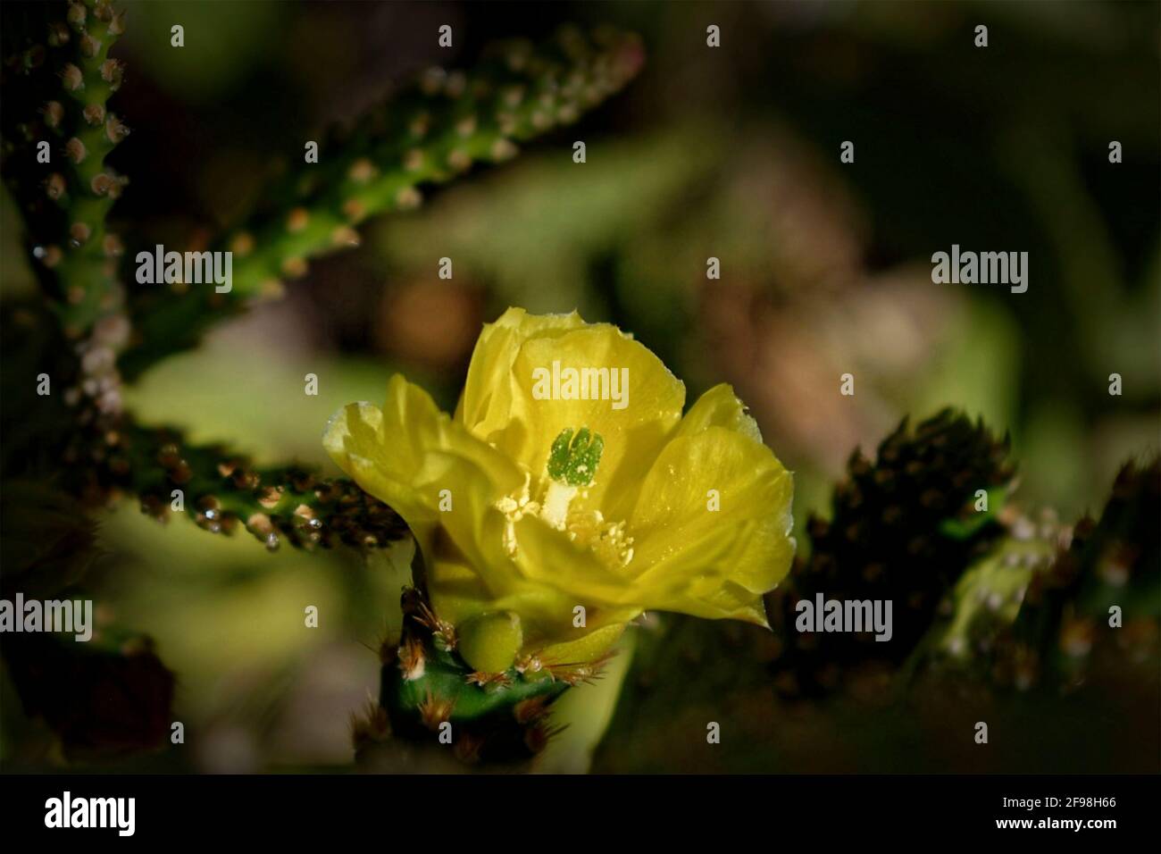 Prickly Pear Cactus all'ora d'oro Foto Stock