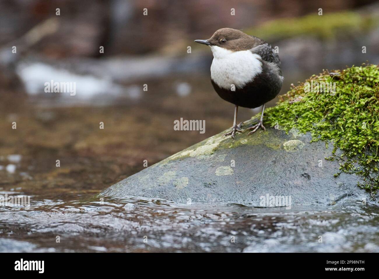 Dipper, Cincluss, ospite invernale, Germania settentrionale Foto Stock
