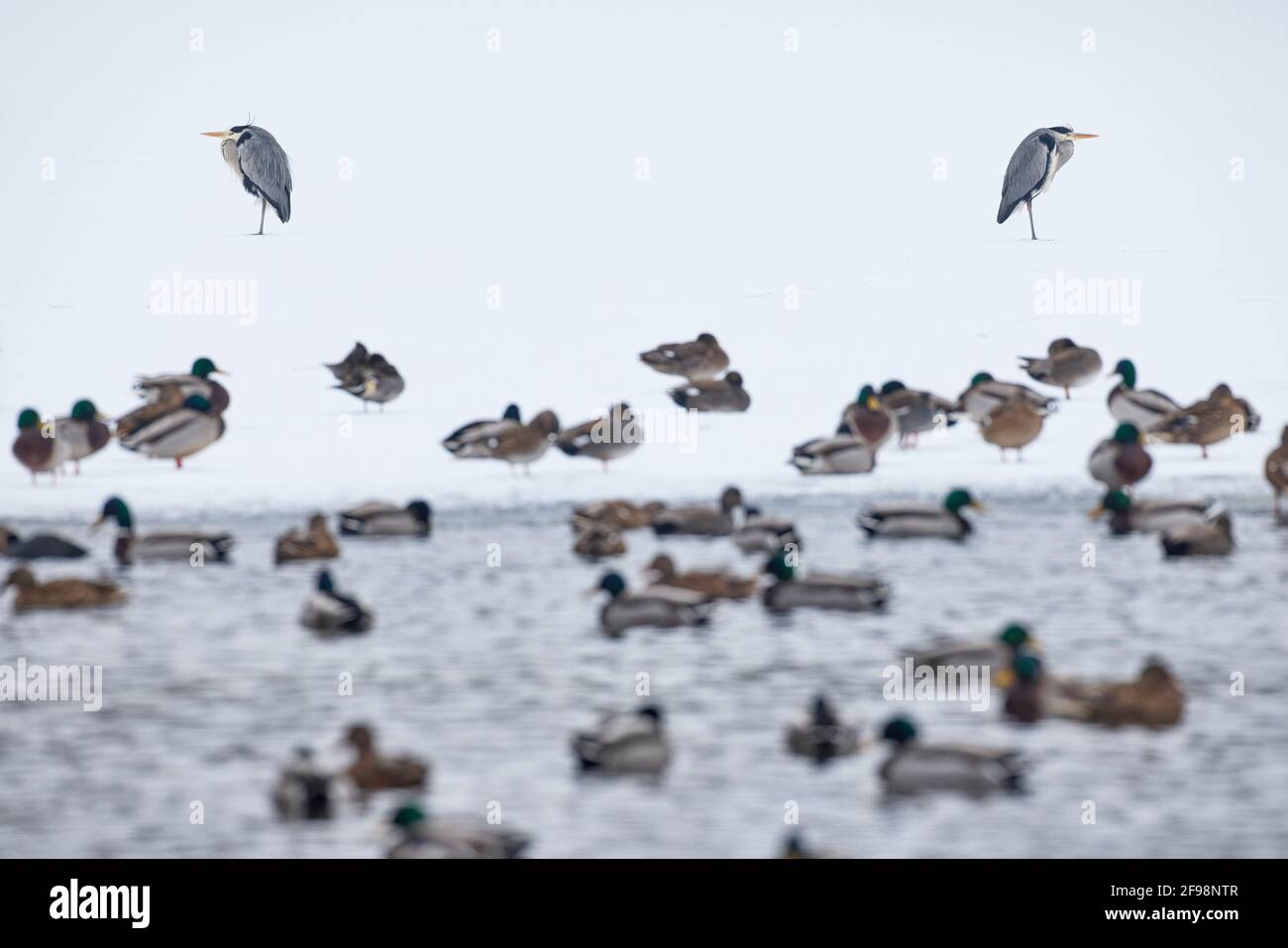 Airone grigio, Ardea cinerea, due, simmetricamente voltato via, anatre in primo piano Foto Stock
