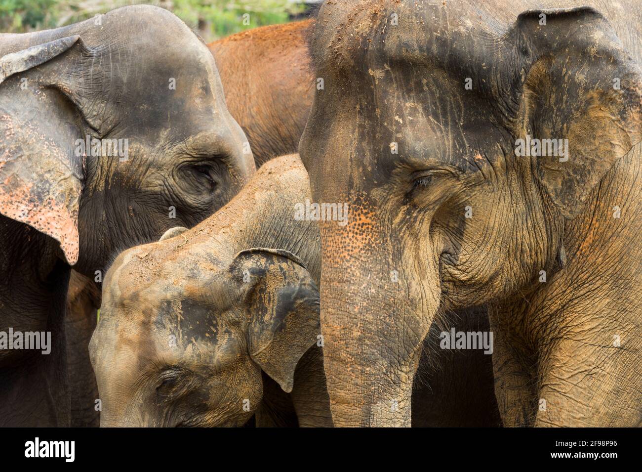 Sri Lanka, Pinnawala, LKA Elephant Park Foto Stock