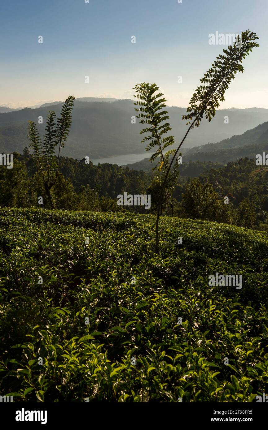 Sri Lanka, Melsiripura, piantagione di tè a Nuwara Eliya Foto Stock