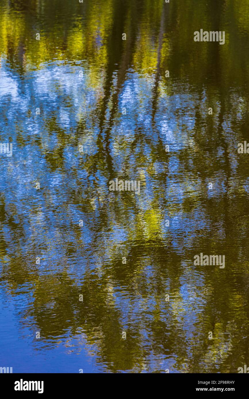Riflessione astratta dell'albero sulla superficie calma dell'acqua Foto Stock