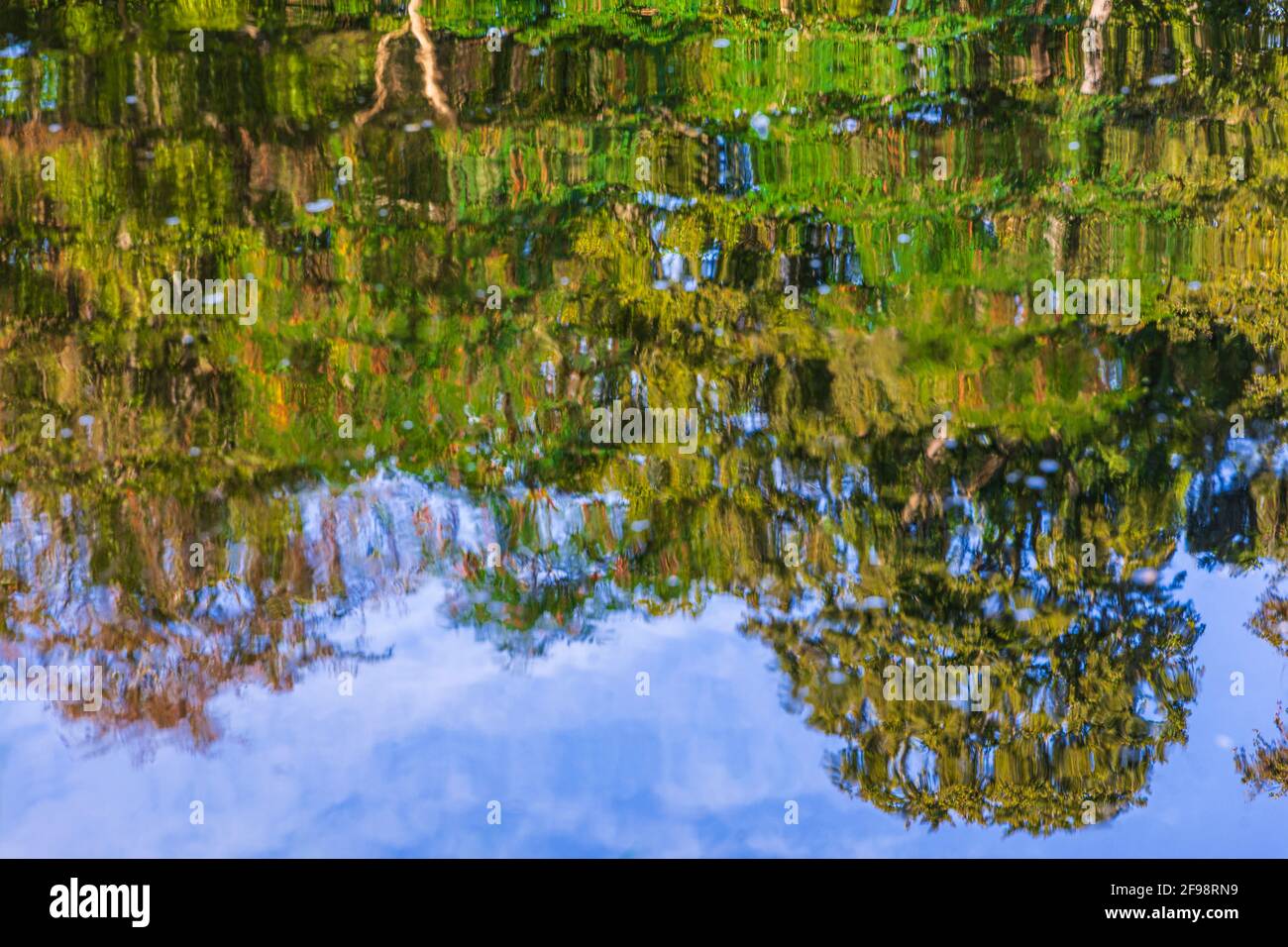 Alberi, riflessione sulla superficie dell'acqua Foto Stock