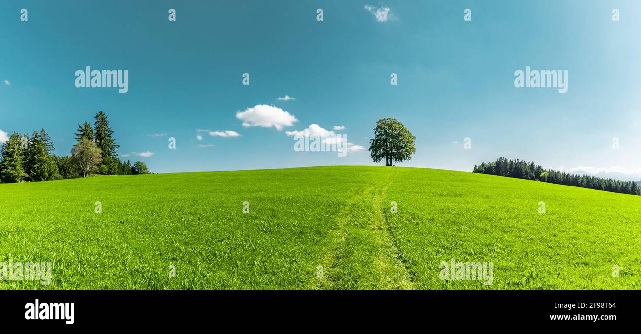 albero verde su una collina verde Foto Stock